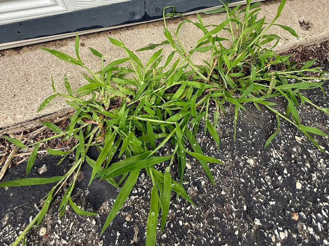 Large crabgrass plant with wide leaf blades spreading across a concrete and asphalt driveway seam.