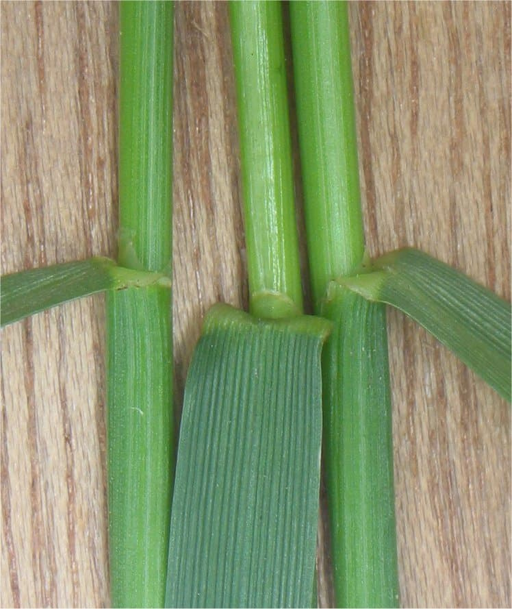 Perennial ryegrass stems and leaves laid on a wooden surface, showing the collar where the blade meets the sheath and the ribbed upper leaf surface