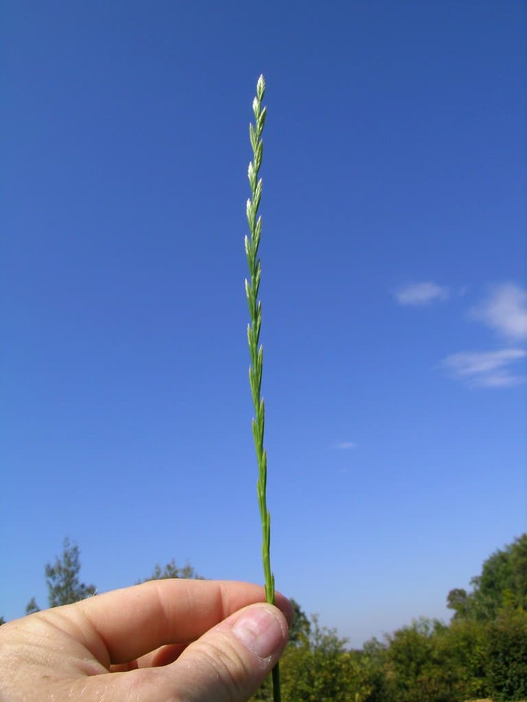 Slender perennial ryegrass seedhead held upright against a blue sky, with small spikelets attached in alternating rows along a single stem