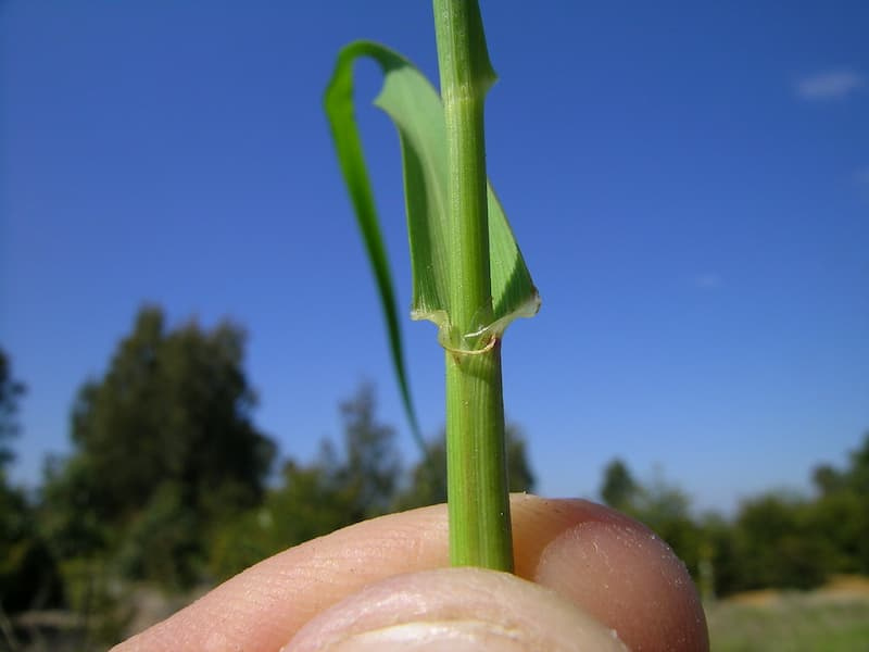 Perennial ryegrass stem held in fingers, showing a pale collar with a small auricle clasping the stem and the leaf blade curving away