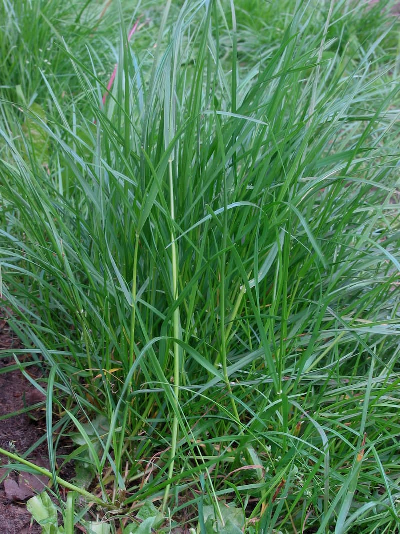 Dense clump of perennial ryegrass with narrow, dark green, upright leaves growing in a lawn bed