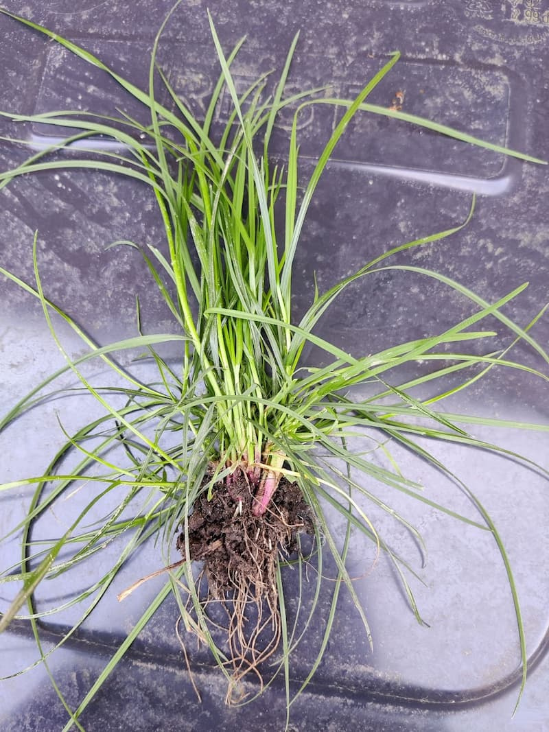 Whole perennial ryegrass plant lifted from the soil and set on dark stone, showing narrow leaves, a reddish crown and a fibrous root system