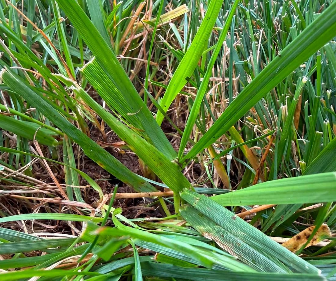 Macro close-up of quackgrass stem collar showing claw-like clasping auricles and wide leaf blade in turf.