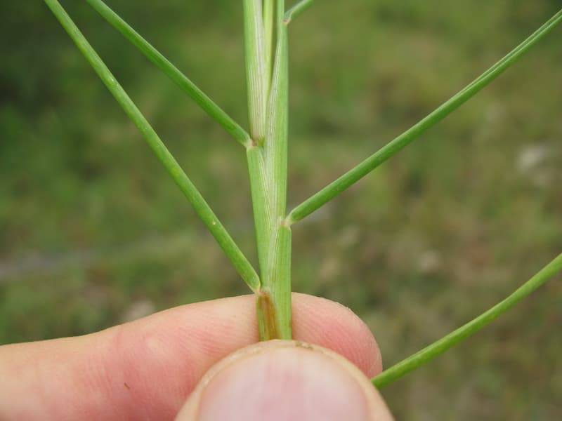Seashore paspalum stem with two long leaf blades and a sheath at the collar, held between fingers