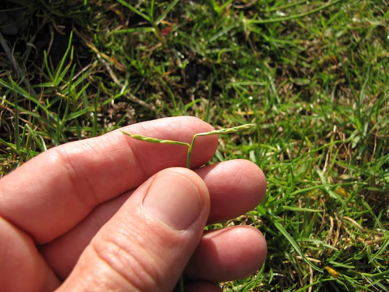 Seashore paspalum seedhead held between fingers above short, dense turf