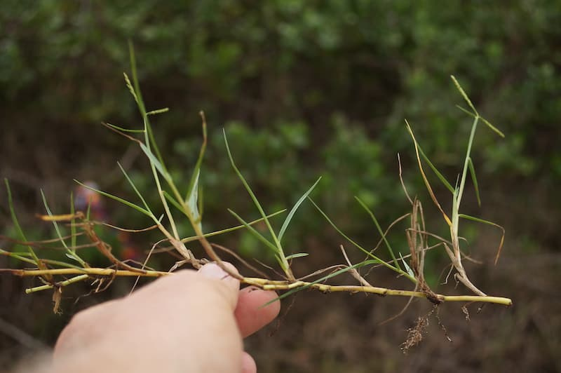 Seashore paspalum runners with narrow leaves spreading across bare ground, held in fingers