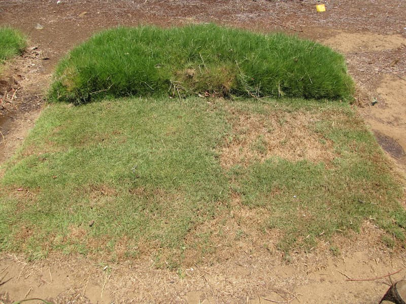 Seashore paspalum turf testing plot with a dense, dark green sward next to bare soil