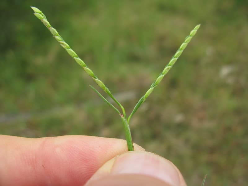 Seashore paspalum seedhead held in fingers, with two slender green racemes spreading in a V shape