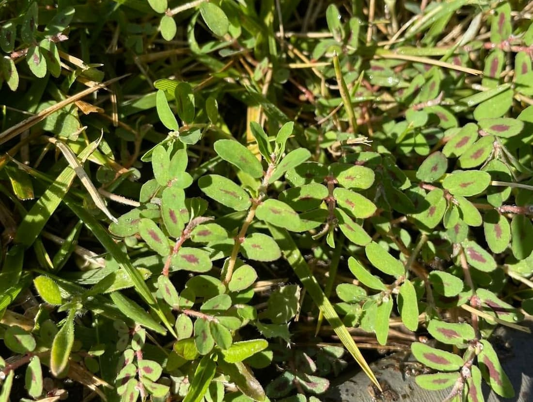 Close-up of spotted spurge showing dark maroon leaf blotches and hairy stems creeping into green lawn grass.