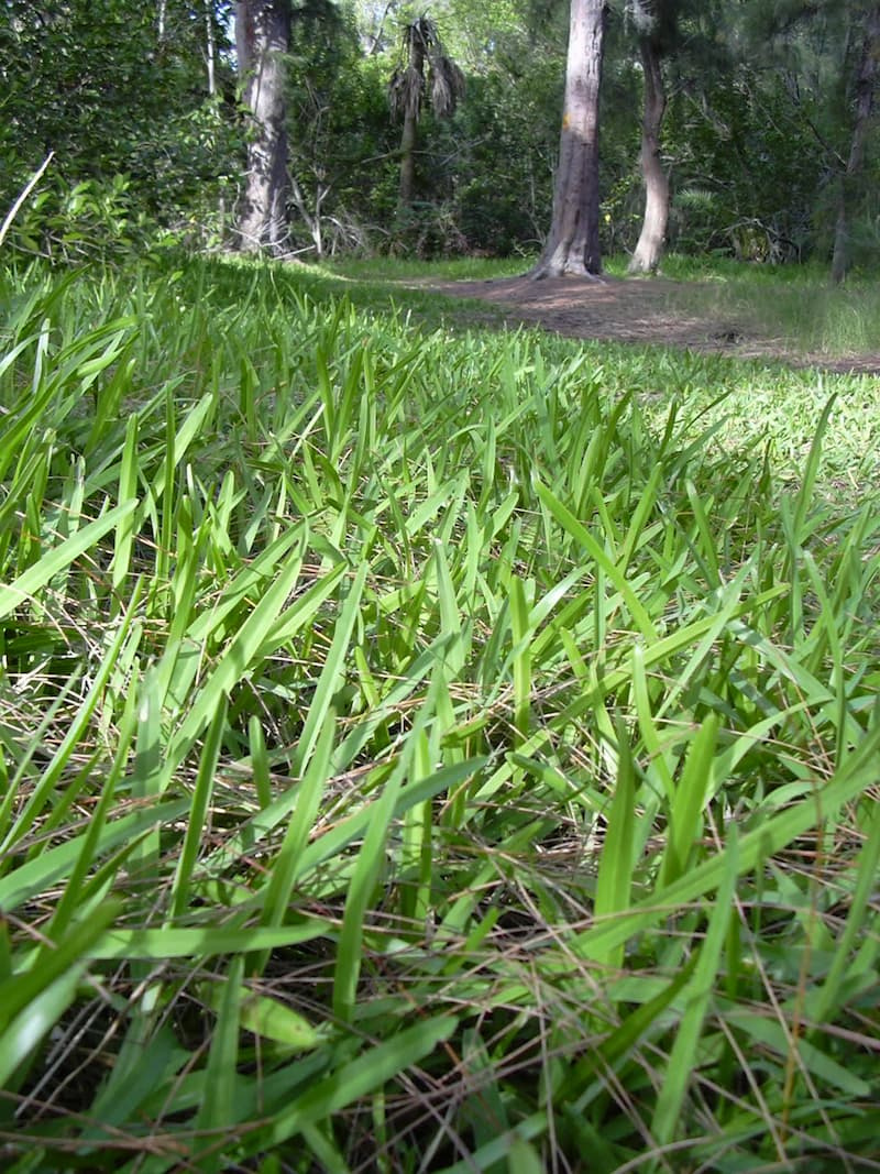 Low view across a St. Augustinegrass lawn showing broad, flat, coarse blades with rounded tips