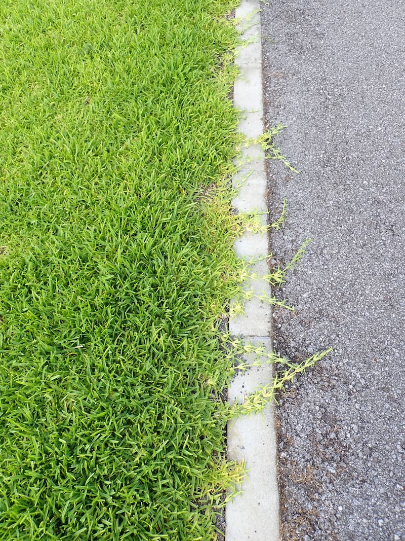 St. Augustinegrass lawn with coarse, bright green blades beside a paved road, with a stolon creeping over the curb