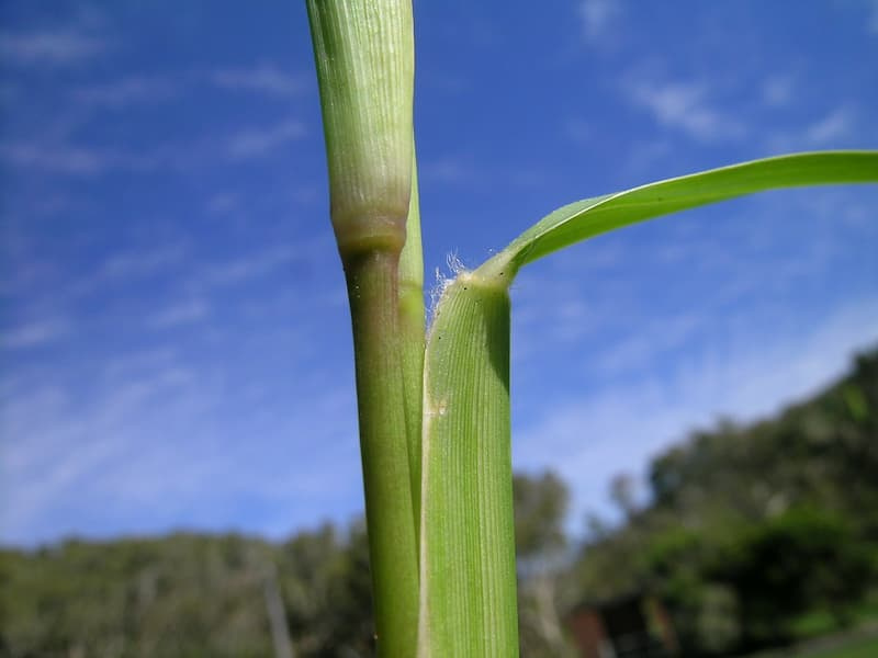 St. Augustinegrass stem with a flattened sheath and a broad leaf blade angling away at a node, seen against a blue sky