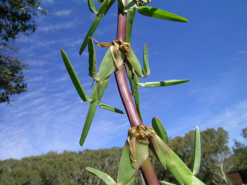 Purplish-red St. Augustinegrass stolon with short, wide leaf blades at each node against a blue sky
