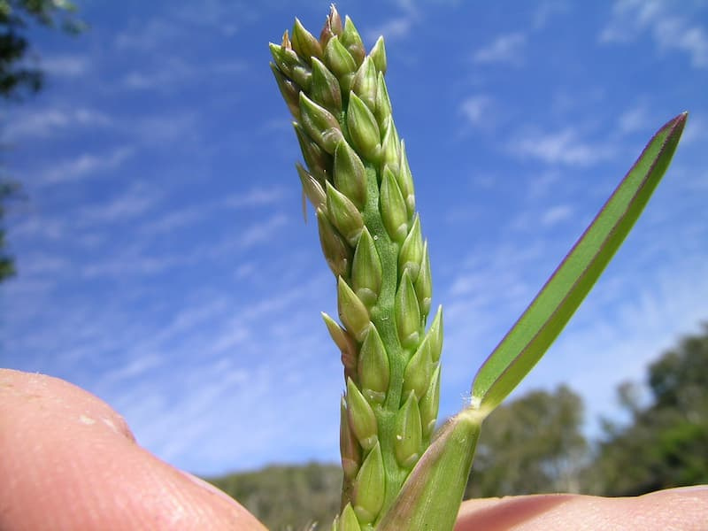 Thick, green St. Augustinegrass seed spike held in fingers against a blue sky, with spikelets sunk into a flattened stem