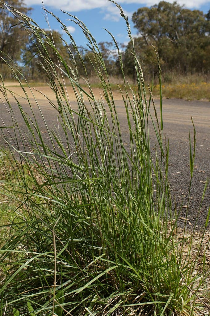 Large, upright tall fescue clump with coarse, arching leaves and seedheads growing at the edge of a gravel road