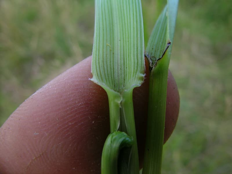Tall fescue collar held between fingers, showing a wide pale collar with small auricles clasping the stem at the base of the blade