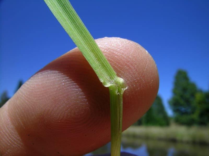 Tall fescue leaf blade angling away from the stem at the collar, held between fingers against a blue sky