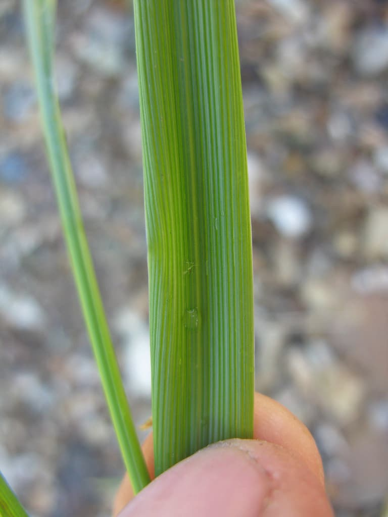 Close-up of a tall fescue leaf blade held between two fingers, showing prominent parallel ribs running along the upper surface