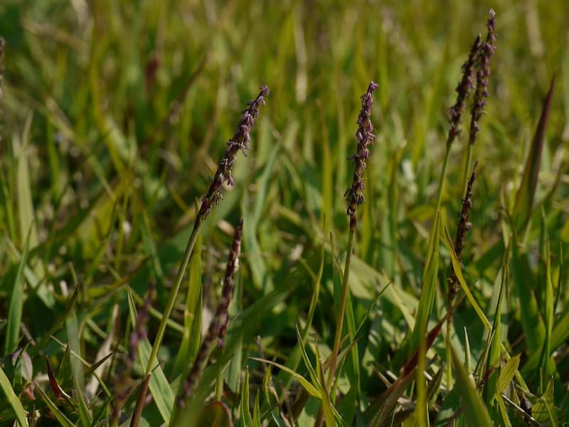 Slender, dark brown zoysiagrass seed spikes standing above a dense green lawn