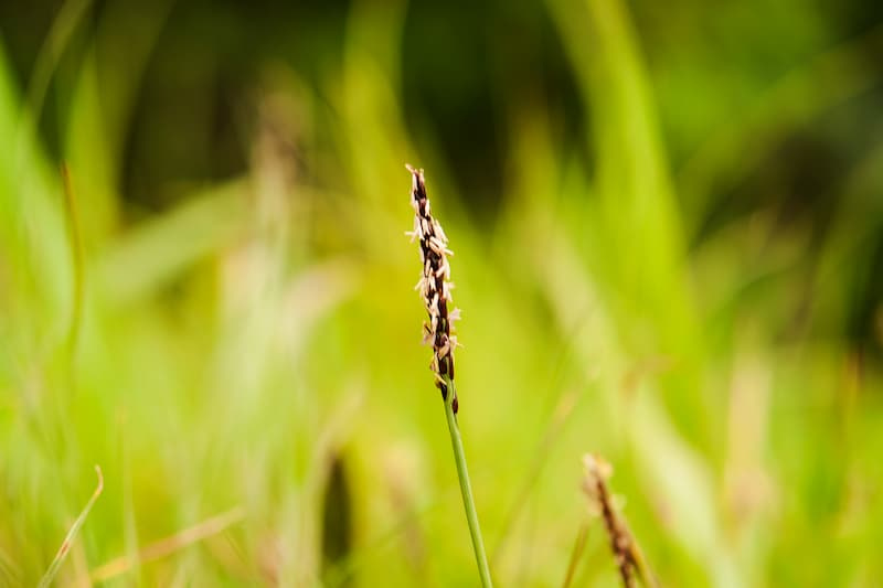 Single brown zoysiagrass seed spike rising above blurred yellow-green blades