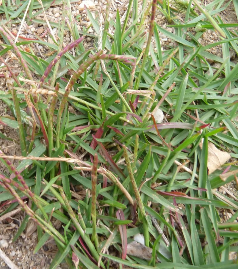 Patch of zoysiagrass with short, stiff, pointed blades and a few reddish-brown seed spikes