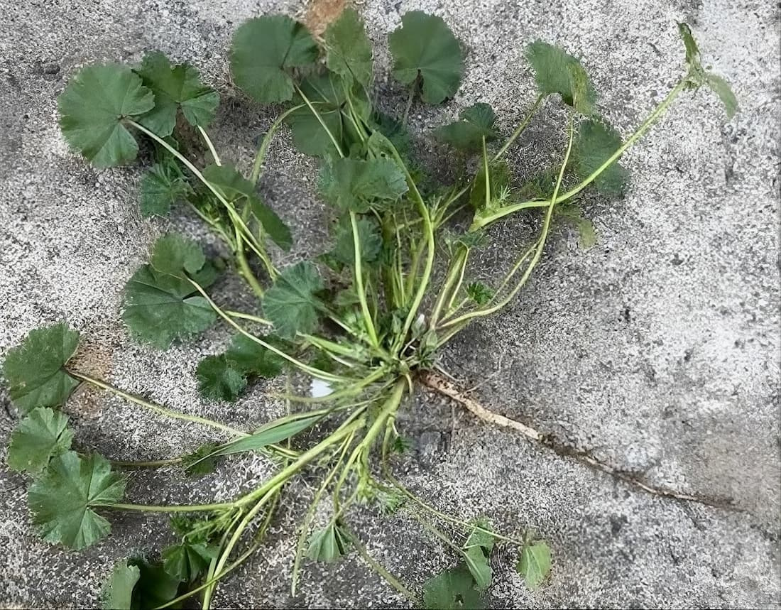 Complete common mallow plant pulled from soil showing its central crown, long petioles, round crinkled leaves, and long primary taproot on a concrete background.