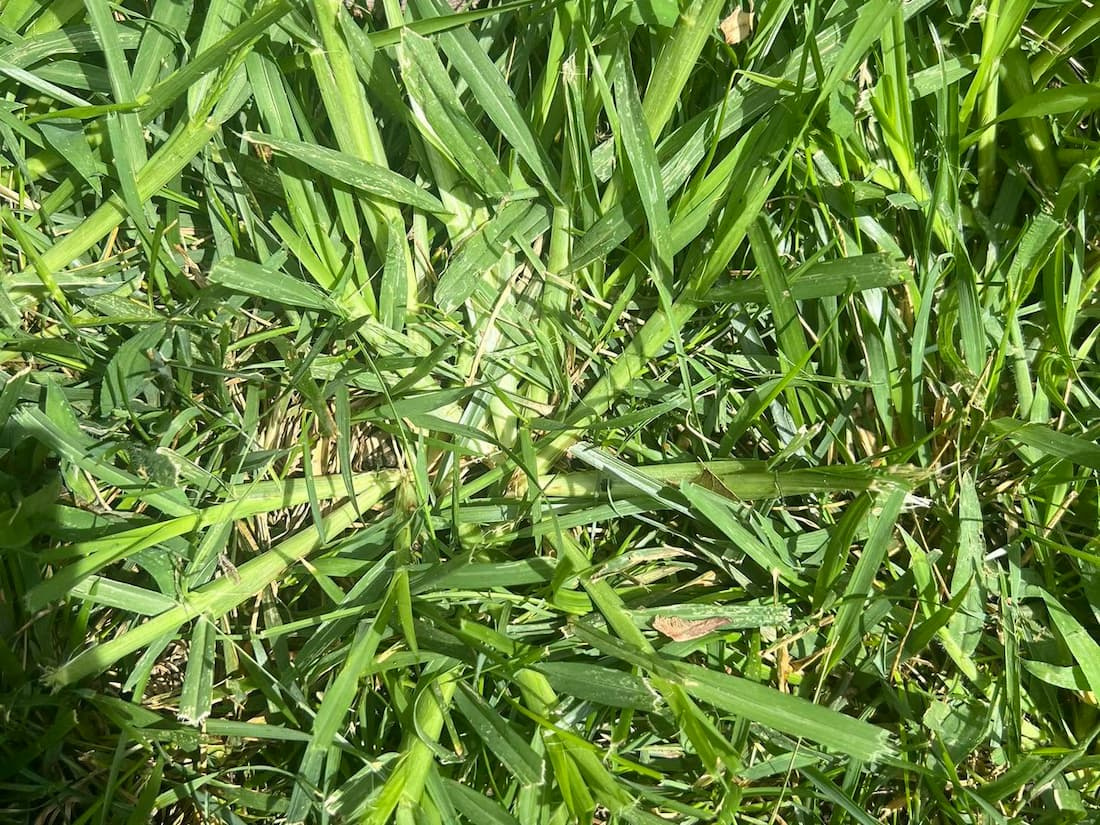 Goosegrass clump growing in turf showing a flat, silvery-white central crown and sprawling leaf sheaths.