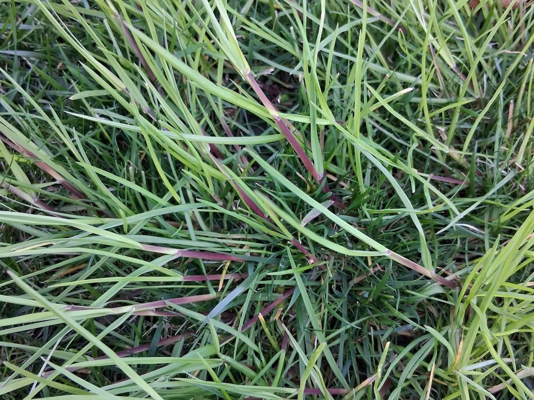 Close-up of Poa trivialis grass showing bright lime-green leaf blades and distinct reddish-maroon stems spreading horizontally across lawn turf.