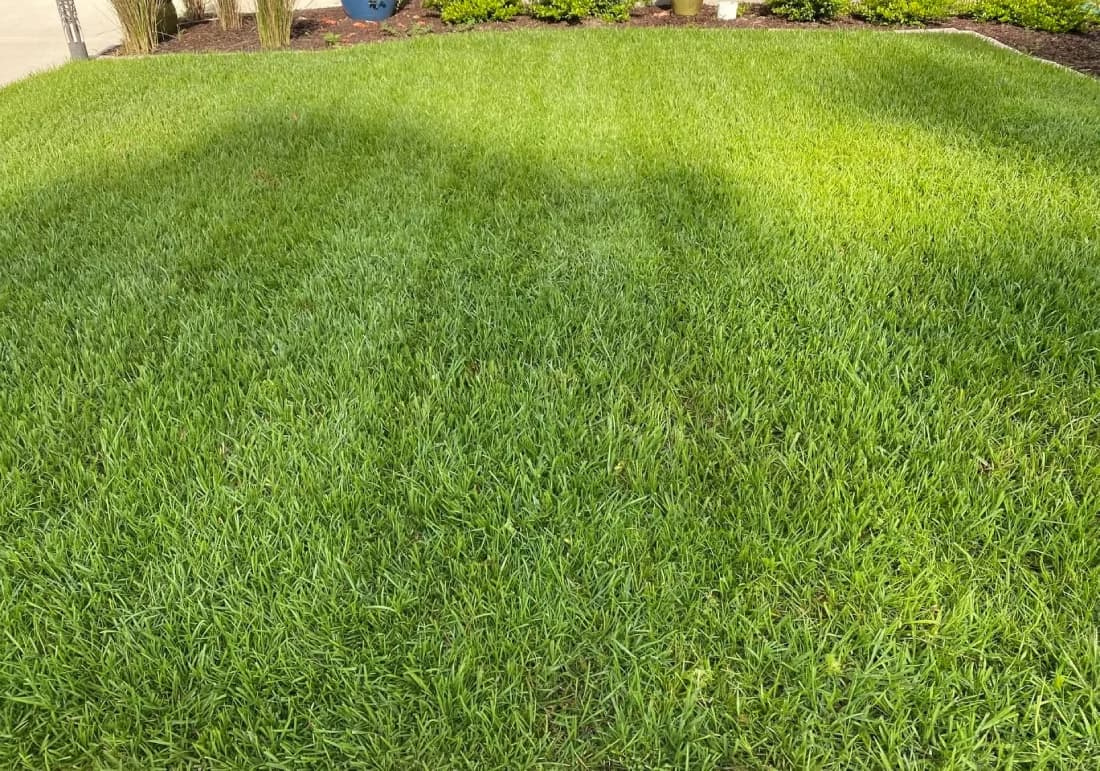 Top-down view of a dense bahiagrass lawn showing coarse leaf blade texture.