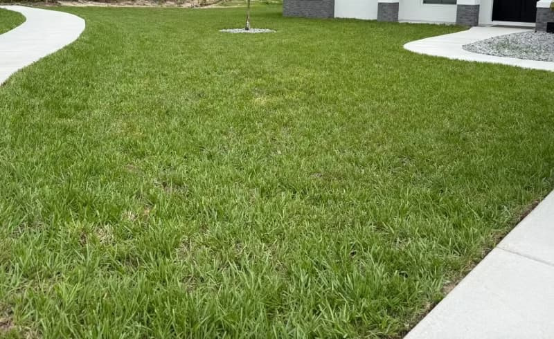 Established bahiagrass lawn framed by concrete walkways in a residential front yard.