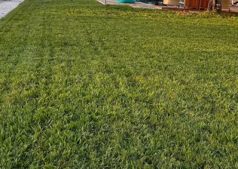 Coarse-textured bahiagrass lawn established in a sunny Florida backyard.