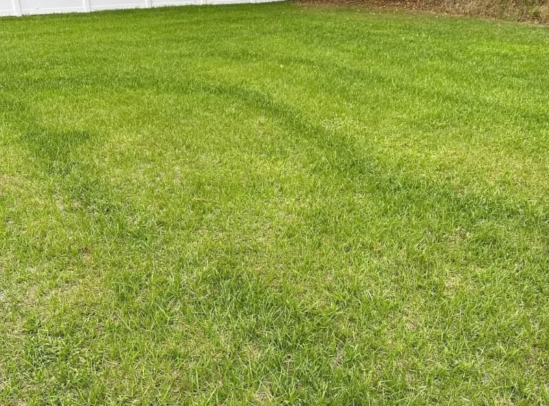 Bahiagrass lawn displaying dark green surge growth stripes from uneven fertilizer application.