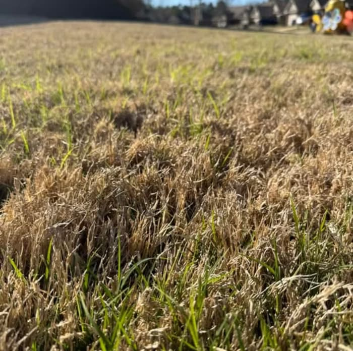 A dormant Bermudagrass lawn with thick, brown thatch and emerging green shoots, ready for an early spring scalp.