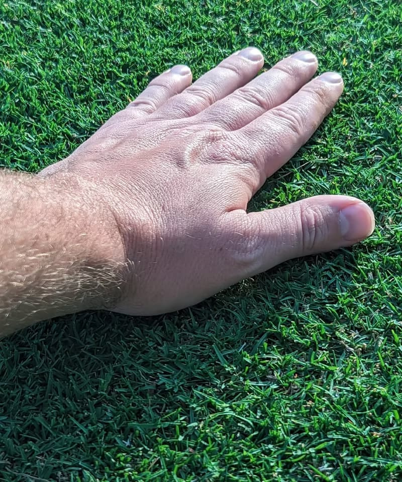 Hand resting on low-cut Bermudagrass canopy showcasing fine blade texture and leaf density