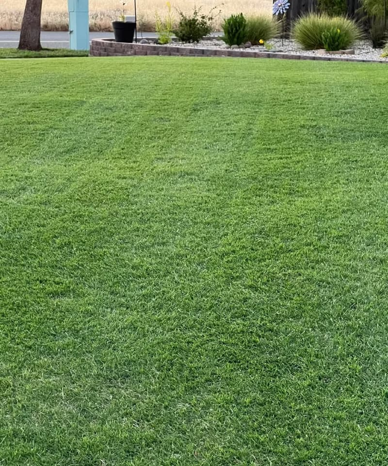 Vibrant green Bermudagrass lawn bordered by a stone retaining wall and landscape plantings