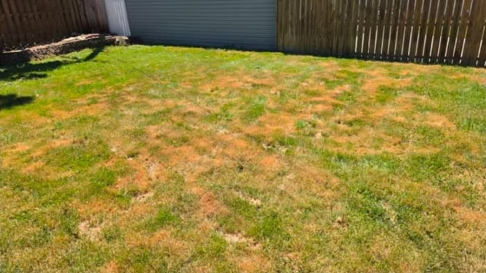 A wide view of a backyard lawn showing irregular, diffused patches of straw-colored, dry grass spreading organically across the green turf next to a wooden fence.