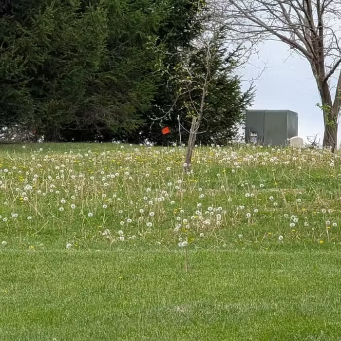 Common Dandelion (Taraxacum officinale) in the seed head stage, showing white fluffy clocks ready for wind dispersal.