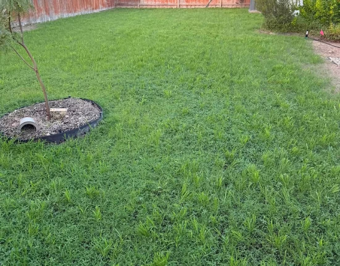 Establishing blue grama grass lawn showing naturalized growth habit and tree ring border.