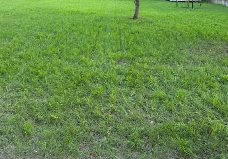 Low-mow blue grama grass lawn exhibiting open tufted turf structure.