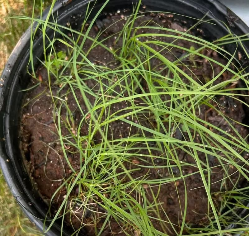 Young blue grama grass seedlings with fine wire-like leaf blades growing in a container pot.