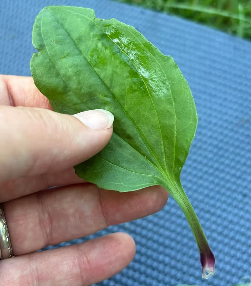 Upper surface of a broadleaf plantain leaf showing smooth green blade and reddish stem base