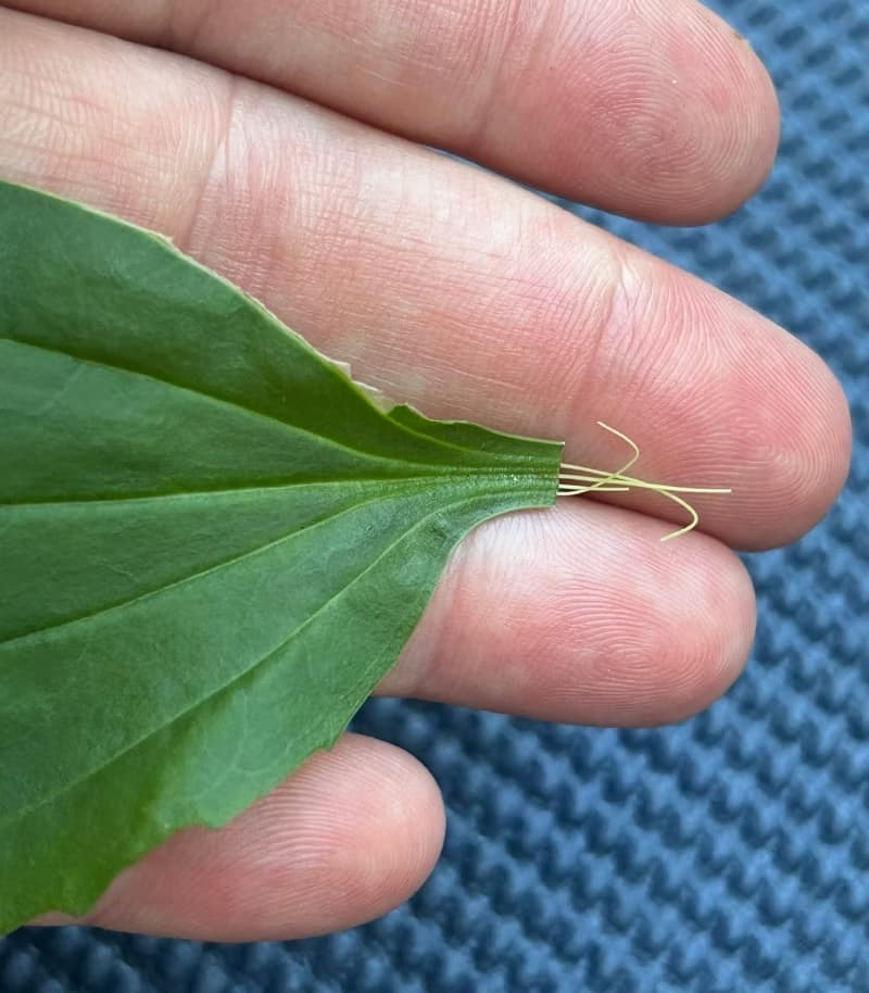 Broken broadleaf plantain leaf stem demonstrating tough elastic vein fibers