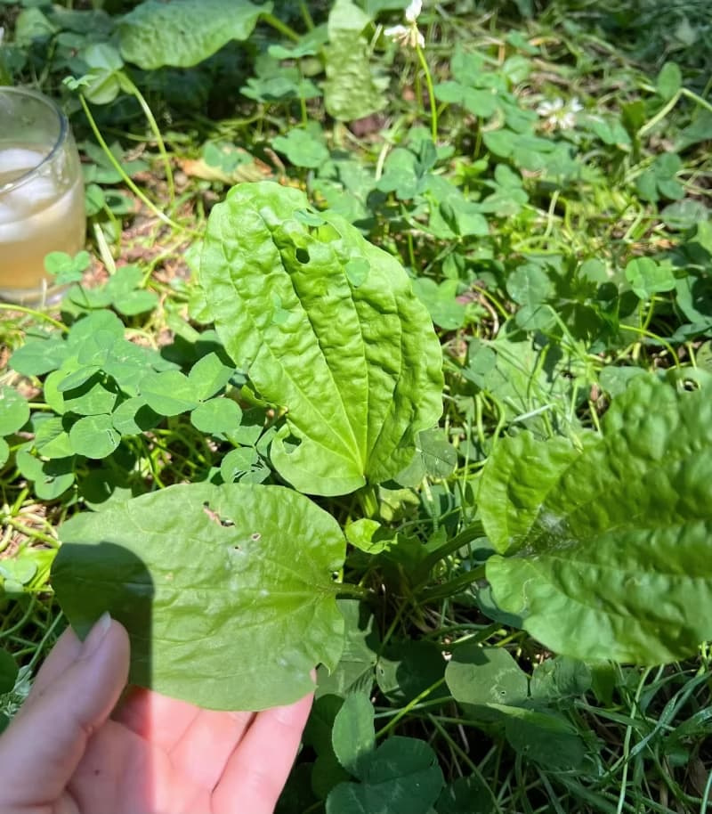 Broadleaf plantain weed growing alongside white clover in a residential lawn patch