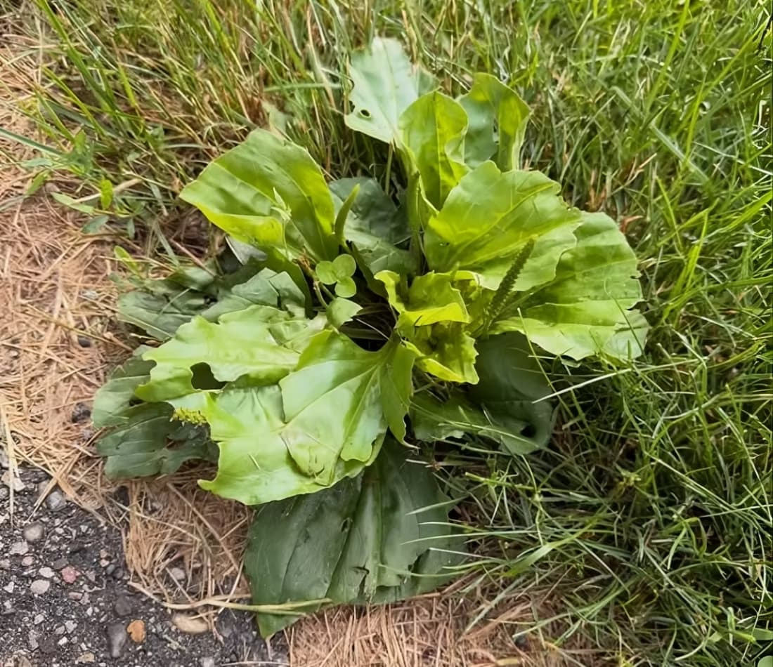 Mature broadleaf plantain weed rosette growing in a lawn along an asphalt driveway edge
