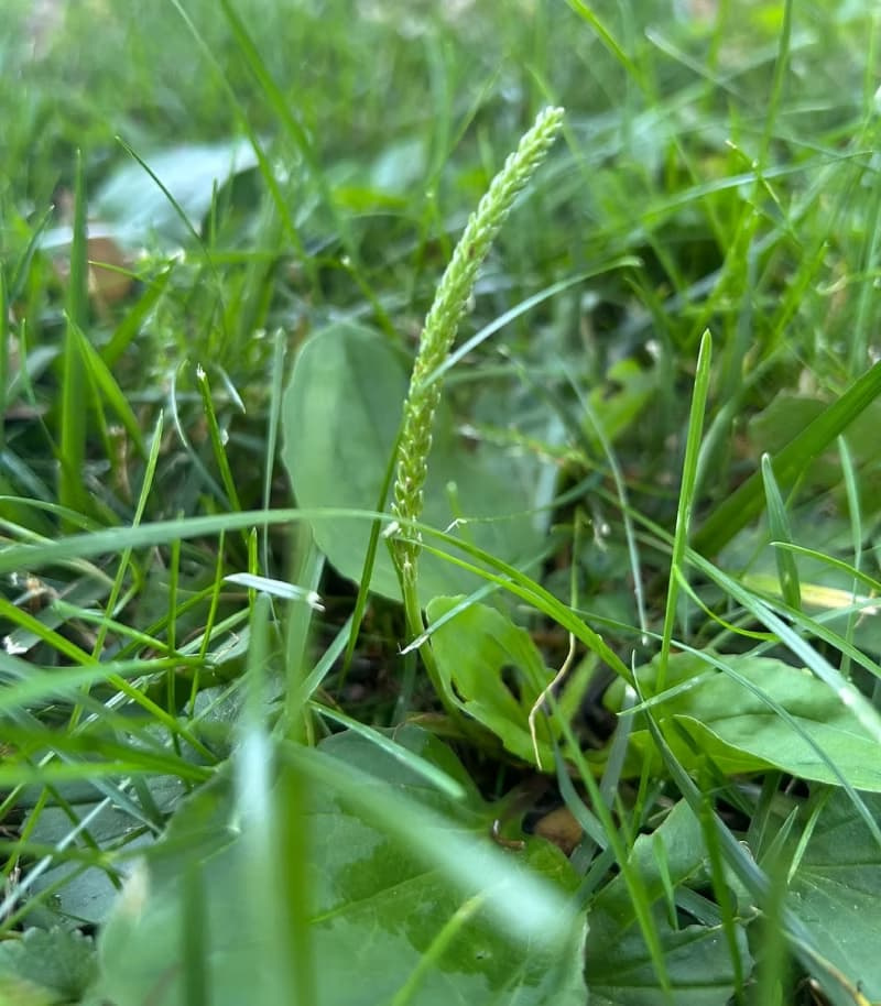 Close-up of a green broadleaf plantain flowering seed spike emerging from turfgrass