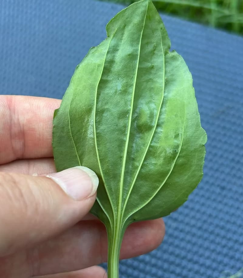 Underside of a broadleaf plantain leaf highlighting prominent parallel leaf veins