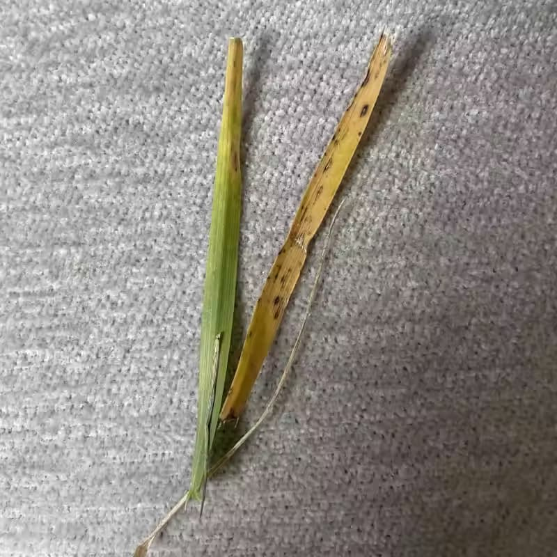 Brown grass leaf