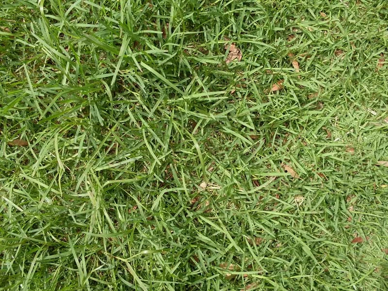 Macro close-up view of native buffalograss leaf blades and stolons.