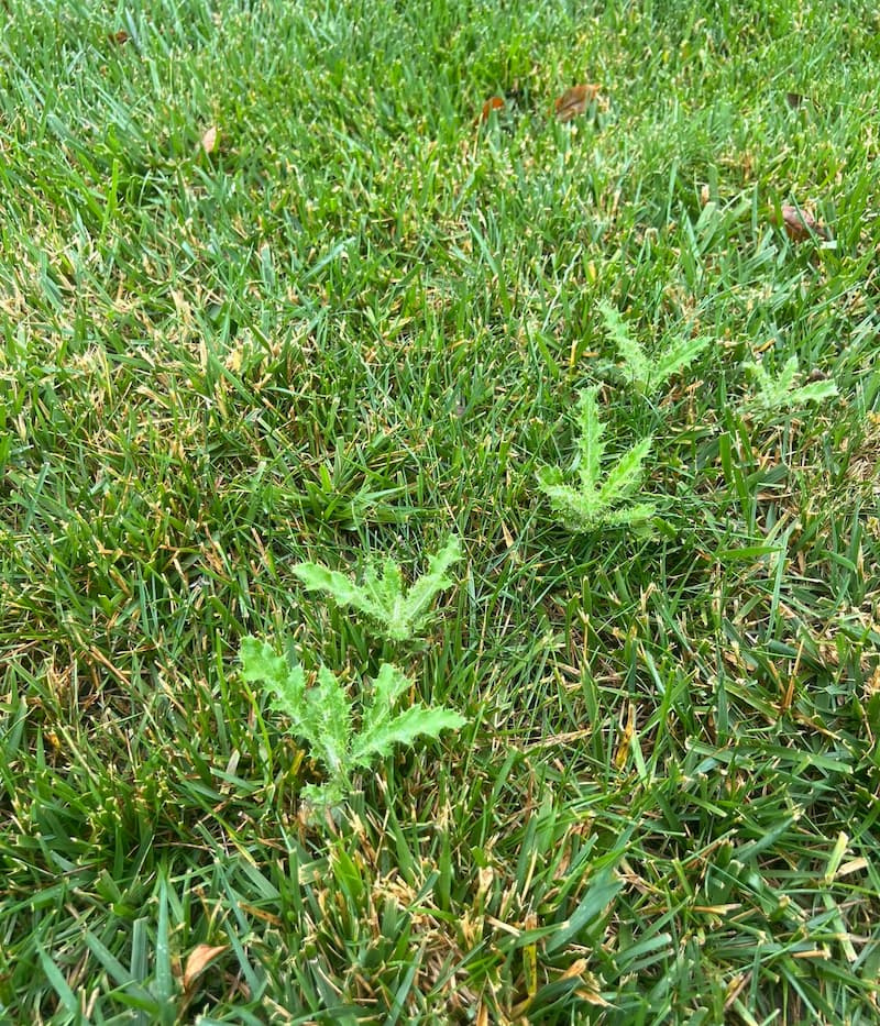 Young Canada thistle rosettes sprouting in a straight line through mowed green grass.