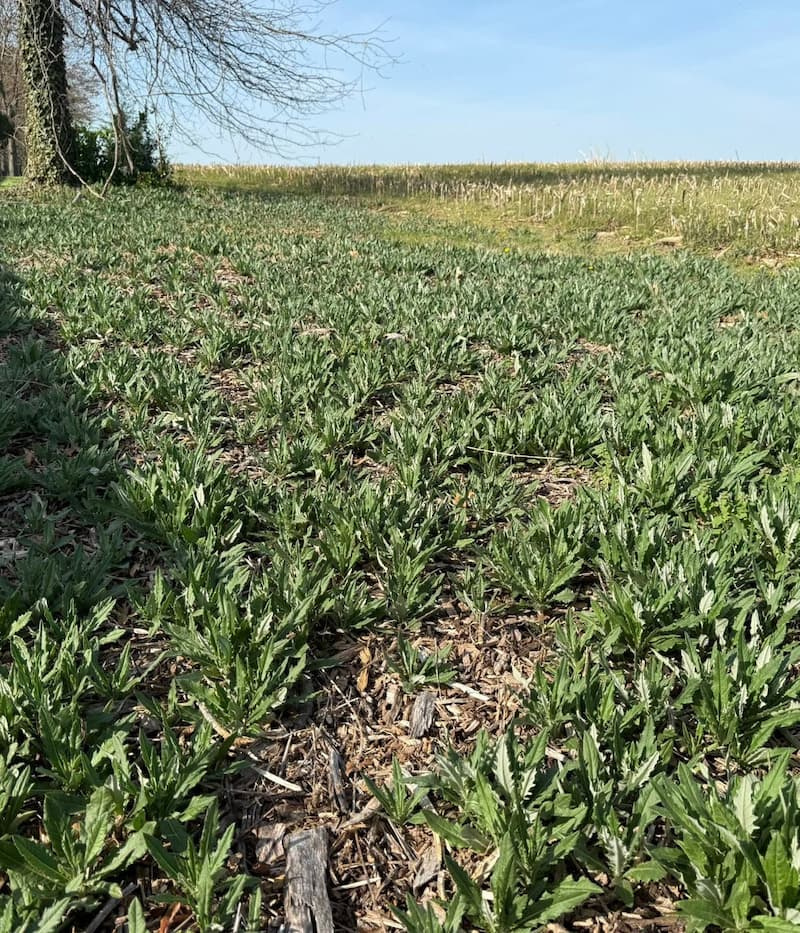 Broad, dense stand of young Canada thistle shoots covering wood mulch near an open field.